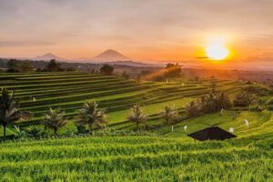 Tegalalang rice terrace