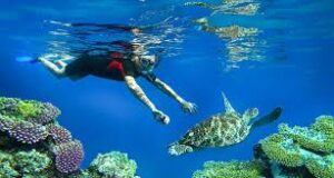Snorkeling dan Diving di Laut Jernih Bali