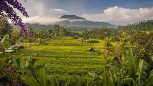 Sidemen Rice Terrace: Surga Hijau di Timur Bali